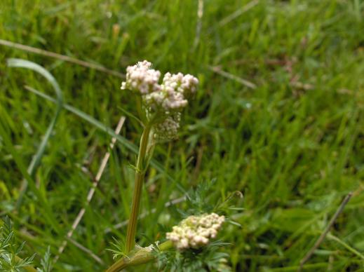 Apiacea da determinare